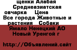 щенки Алабая (Среднеазиатская овчарка) › Цена ­ 15 000 - Все города Животные и растения » Собаки   . Ямало-Ненецкий АО,Новый Уренгой г.